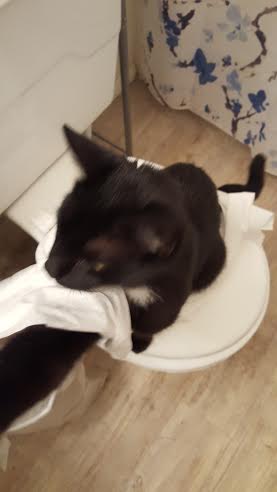 cat selfie toilet paper
