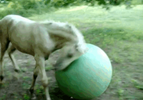 horse-plays-with-ball-and-falls-lol-gif.gif